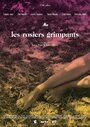 Les rosiers grimpants (2016)