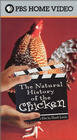 Фильм «The Natural History of the Chicken» смотреть онлайн фильм в хорошем качестве 720p