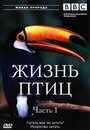 Сериал «BBC: Жизнь птиц» смотреть онлайн сериалв хорошем качестве 1080p