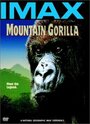 Mountain Gorilla