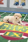 «Puppy Bowl IX» трейлер фильма в хорошем качестве 1080p